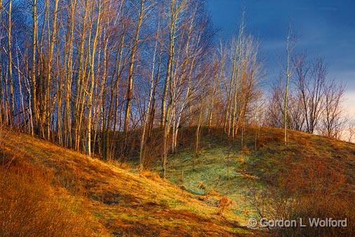 Trees On A Hill_47972.jpg - Photographed near Ottawa, Ontario - the Capital of Canada.